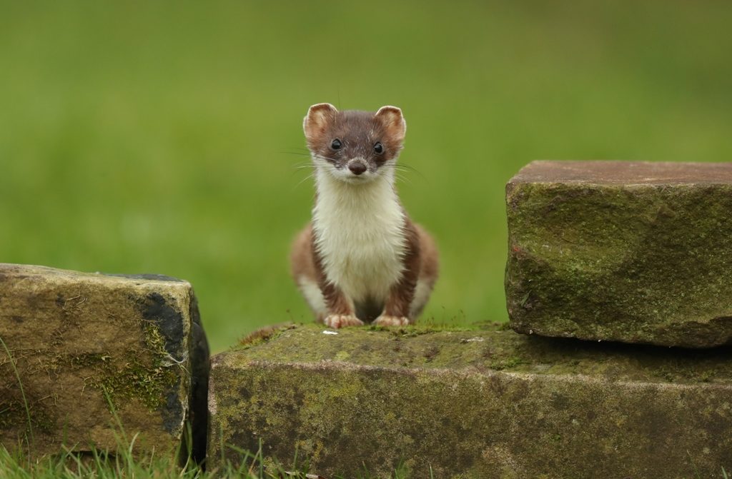 Stoat, photographed by Robert E Fuller