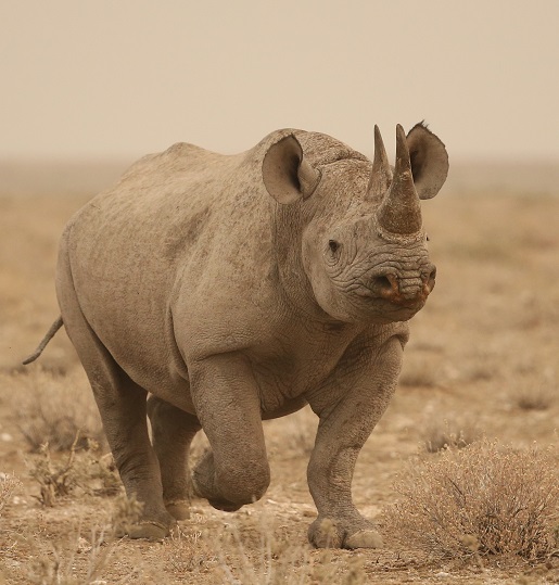 rhino charging head on towards viewer