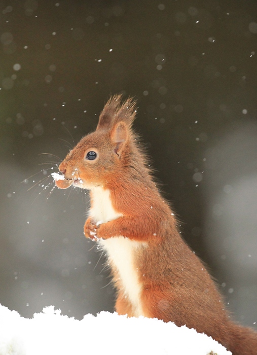 red squirrel with hazelnut in its mouth