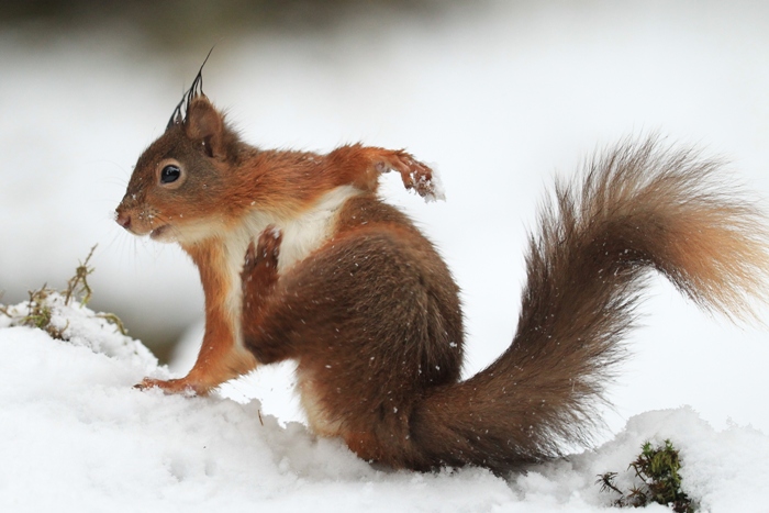 red squirrel scratching its breast with its hind leg