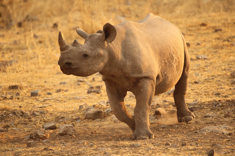 rhino swinging to the left as it runs headlong, kicking up dust and stones on bare earth