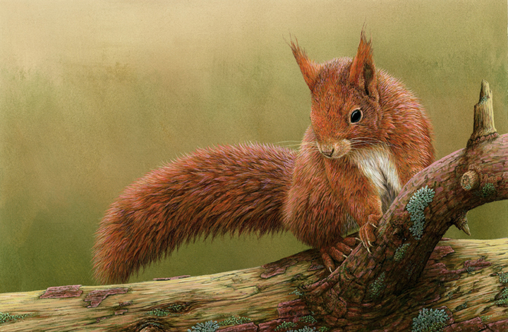 highly detailed painting of red squirrel scrambling over a log