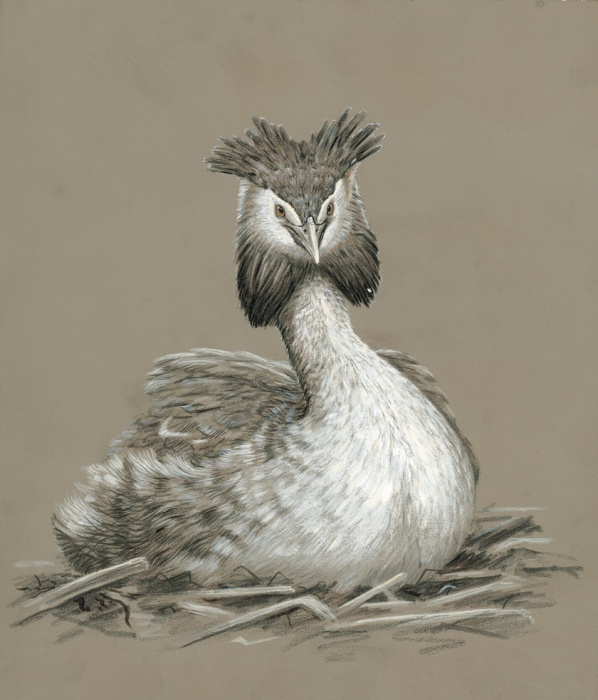 Great Crested Grebe, painting by Robert E Fuller