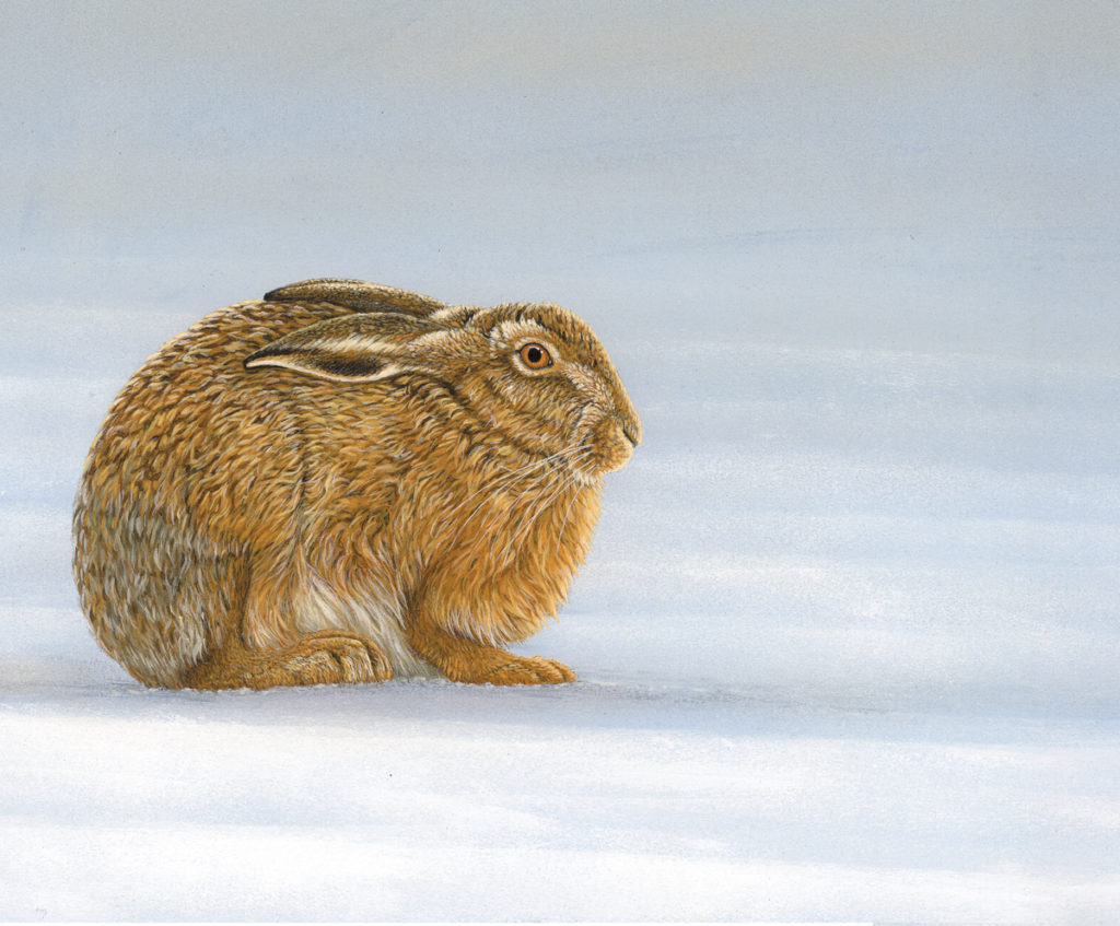 winter hare art