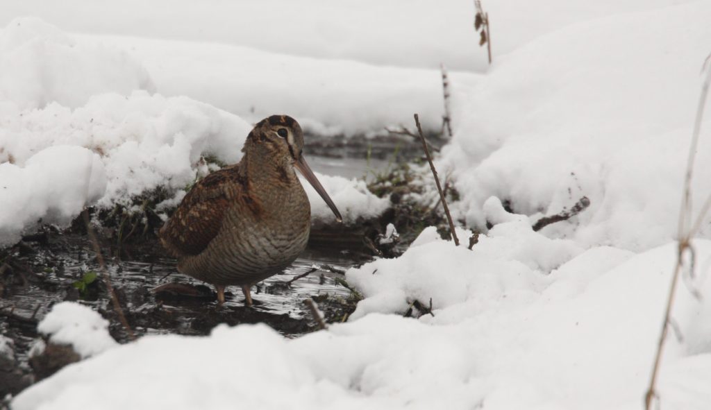 woodcock in frozen stream surrounded by snow