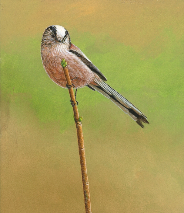 Long Tailed Tit Painting by Robert E Fuller