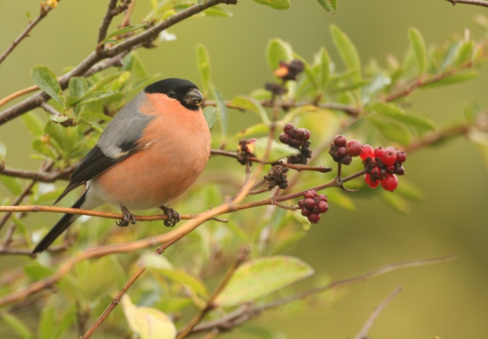 bullfinch with pale breast perched on honeysuckle branch