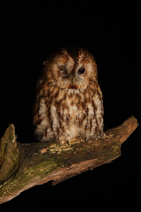 tawny owl with half shut injured left eye on branch at night