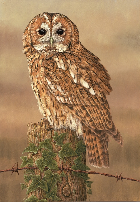 painting of tawny owl on branch with ivy growing on branch and barbed wire fence along bottom
