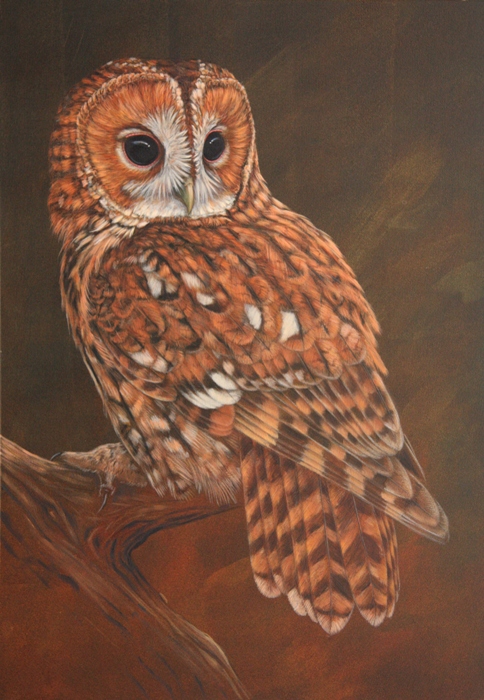 painting of tawny owl perched on branch