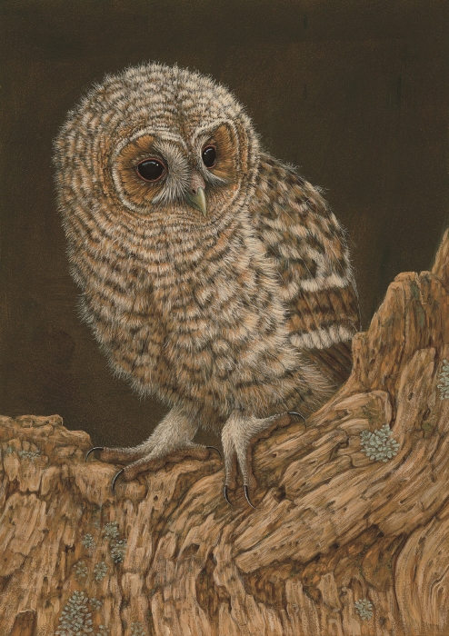 painting of tawny owl chicks peering out from tree nest