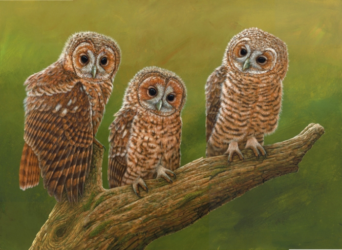 painting of three tawny owl chicks on branch