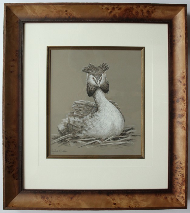 framed painting in pencil of great crested grebe