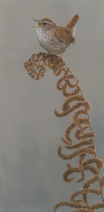 painting of wren on fern frond