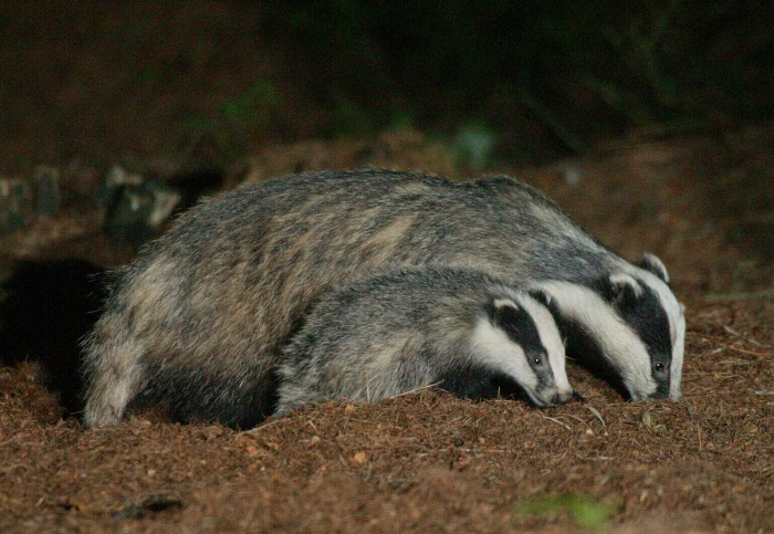 Badgers photographed by Robert E Fuller