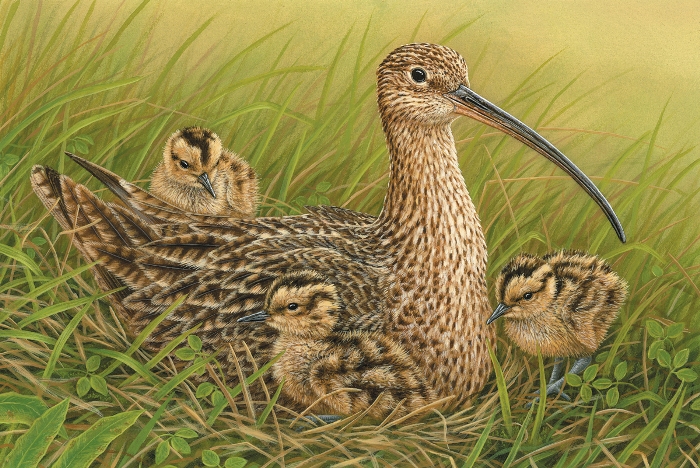 curlew & chicks painted by Robert E Fuller