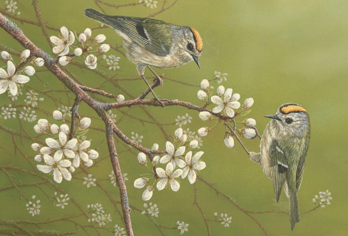 Goldcrests painted by Robert E Fuller