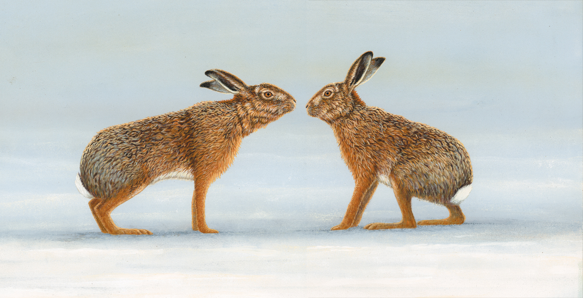 wildlife painting of the week hare kiss