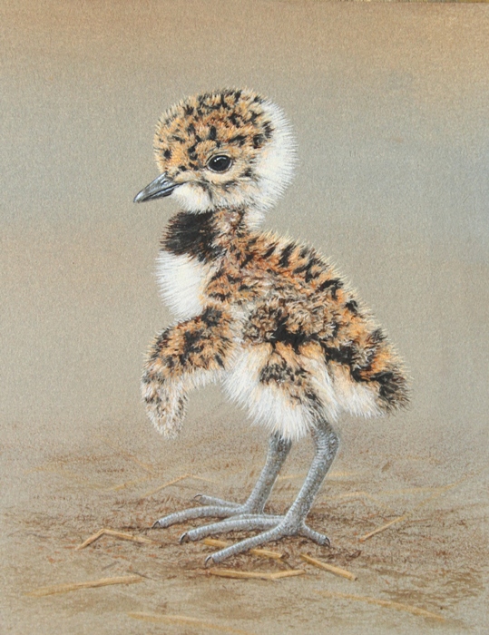 lapwing chick painted by Robert E Fuller