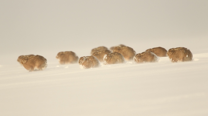 group of hares hunkering down in a snow blizzard