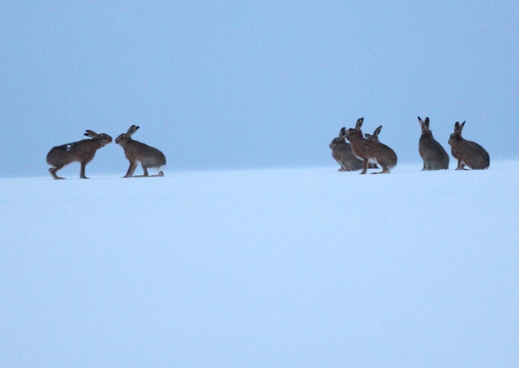 hares in snow