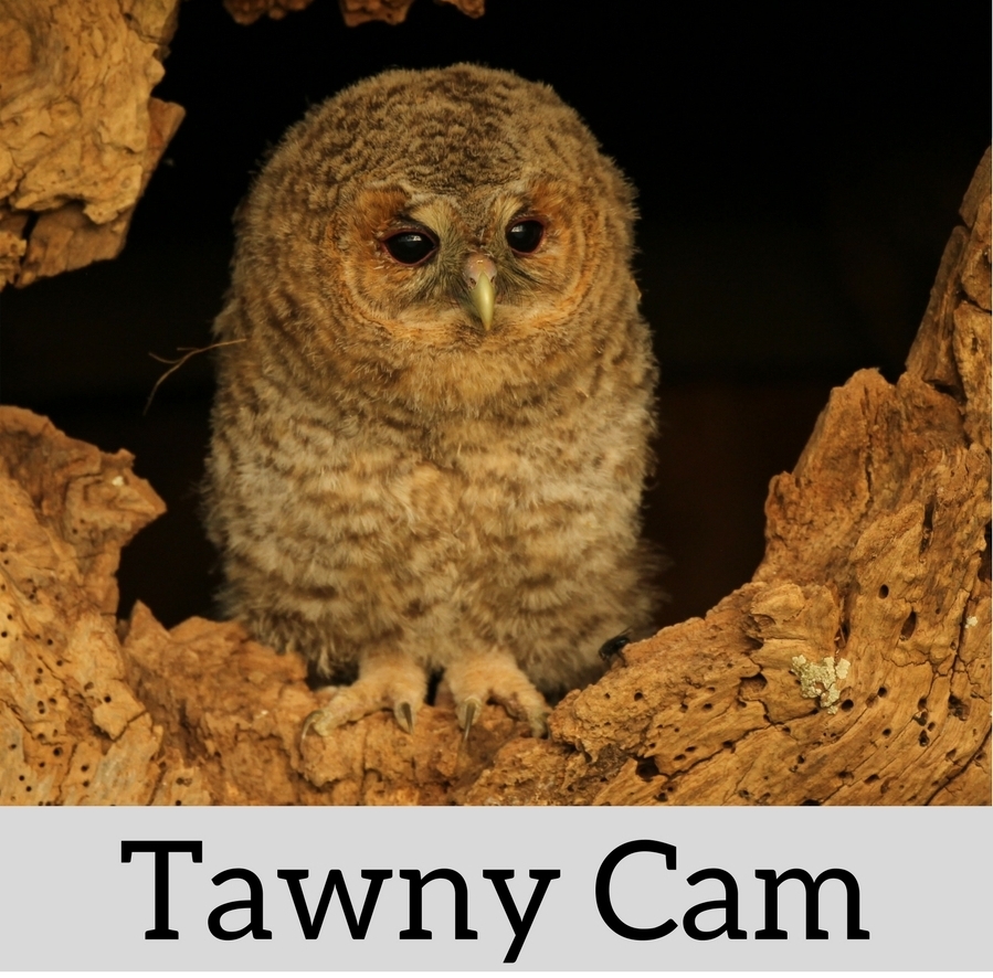 Robert E Fuller Tawny Owl Nest Cam