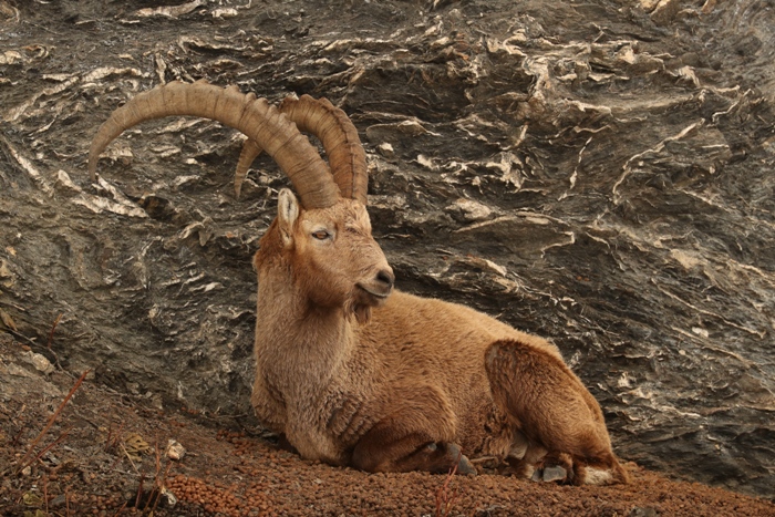 Ibex in French Alps, art reference photograph by Robert E Fuller