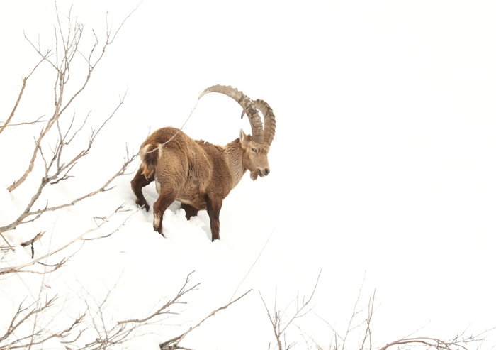 Ibex, art reference photograph by wildlife artist Robert E Fuller