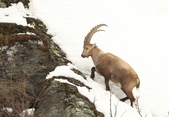 In search of wildlife in the French Alps - Ibex, Chamois and Golden Eagle