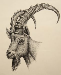 Ibex sketch by Robert E Fuller