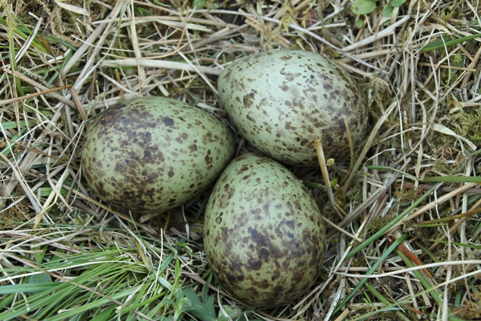 three curlew eggs greenish colour with brown speckles in grass