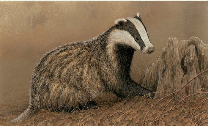 Badger painting by Robert E Fuller