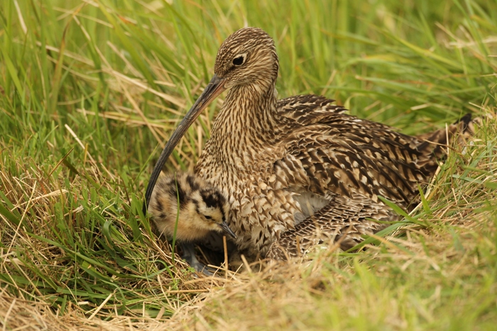curlew with single chick