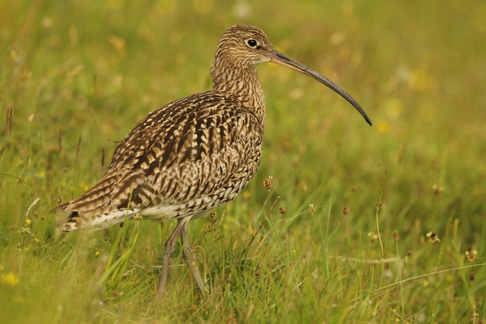 Curlew, photographed by artist Robert E Fuller