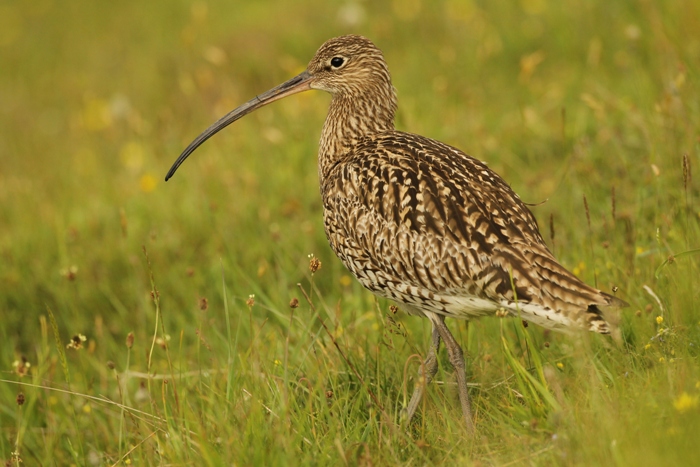 curlew bird with long beak in long grass