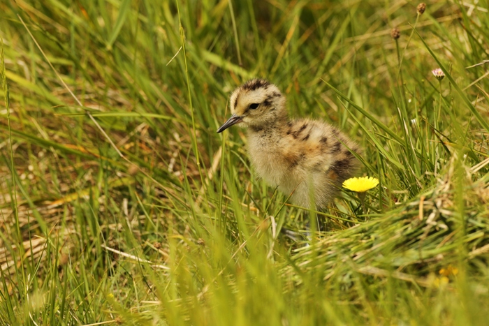 curlew chick in grass with dandelion flower