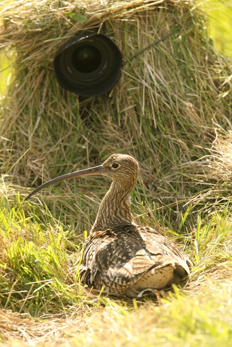 curlew sitting on eggs with camera lens sticking out of grass wildlife hide behind 
