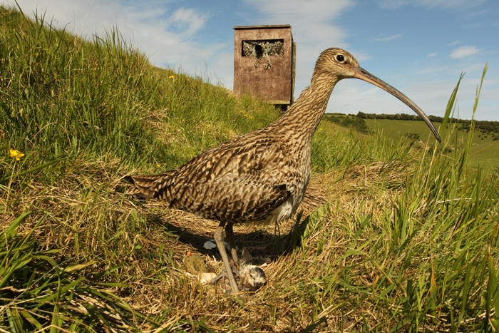 curlew above grass nest with eggs and wooden bird hide behind