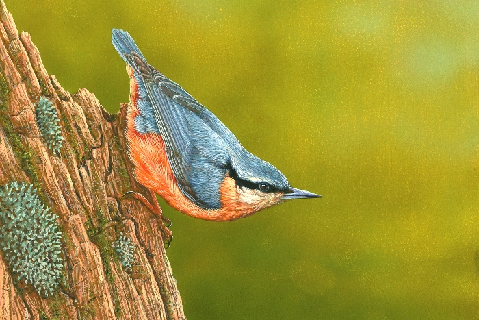 Nuthatch, painted by Robert E Fuller