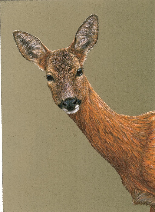 Roe deer painting by Robert E Fuller