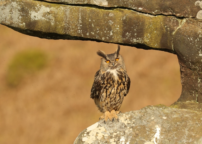 eagle owls in yorkshire
