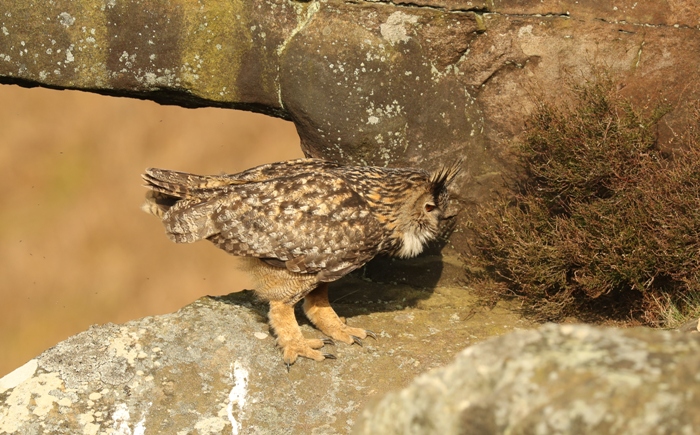 eagle owls in yorkshire