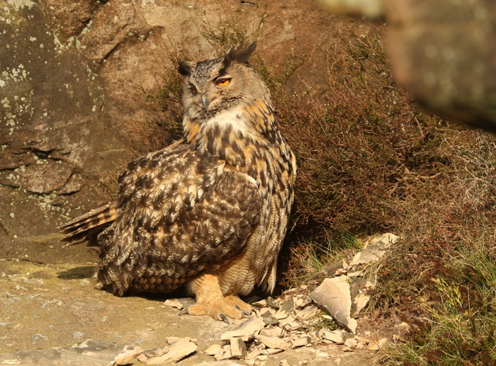eagle owls in Yorkshire