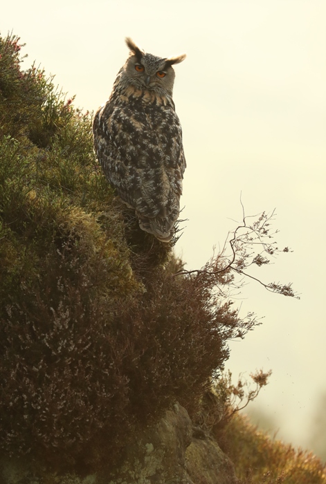 eagle owl in yorkshire