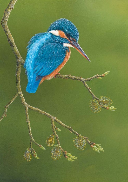 painting of kingfisher perched on branch green background