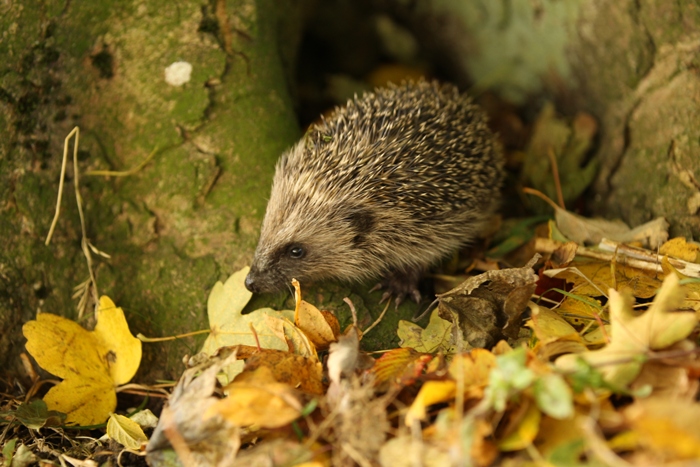 hedgehog photographed by artist Robert E Fuller