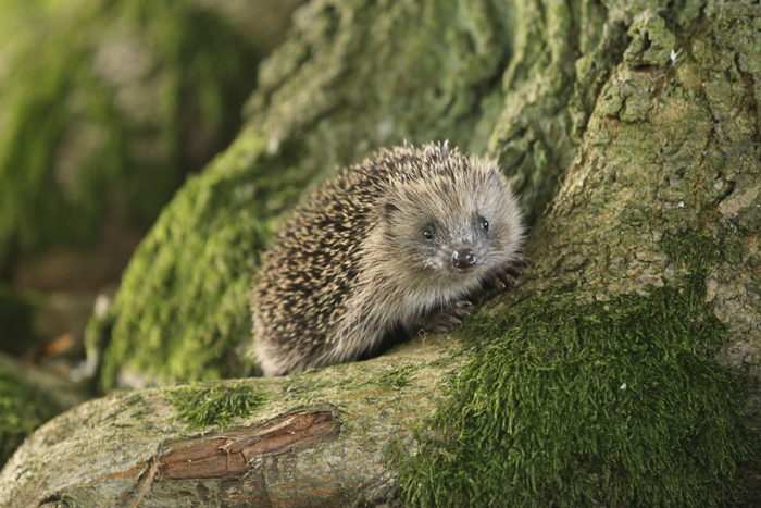Hedgehog reference photograph by Robert E Fuller