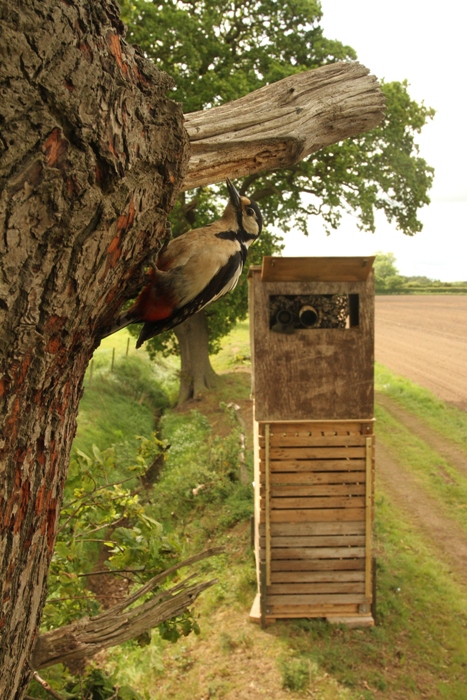 How to Build a Photography Hide  Wildlife photography, Photography,  Backyard birds
