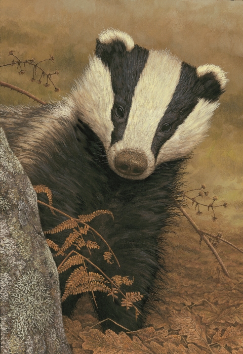 painting of badger peering around the side of a rock with a fern and bramble in front