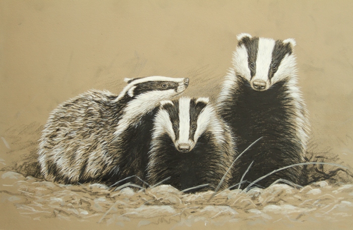 painting in pencil and acrylic of a female badger with her two cubs